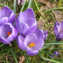 Lente bloemen - Spring flowers